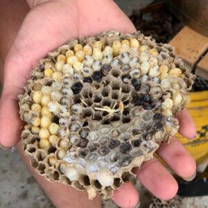 z5695399137607_c29c6bed0030ed31048ae827224f7a99