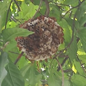 z5695399156781_8d2916bbe13028d537ea25261b863f8d