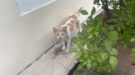 z5695411878815_56af04d86c958f290b0ea160d3b00eab